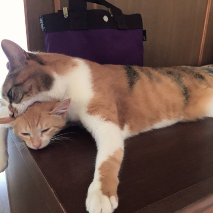 259a0362 0512 4db4 8e03 1e8eb775bf0c