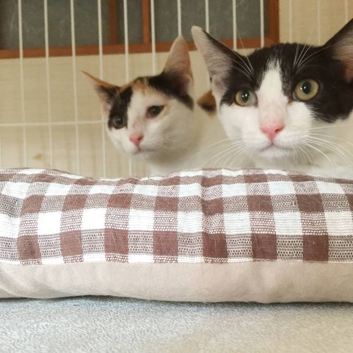 259ae150 55c0 477e 8e20 aede76855b3e