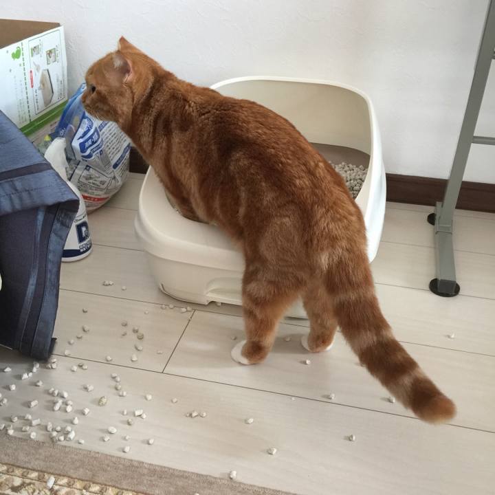 25ad2a08 8fc1 44ff a14d 3547edea0190