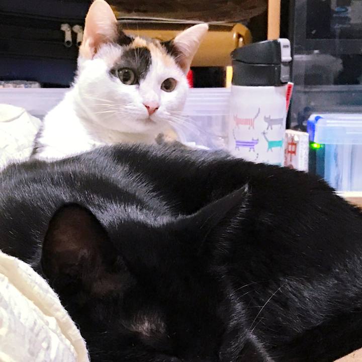 25c465c7 18ff 409c 8572 7d78083921a9