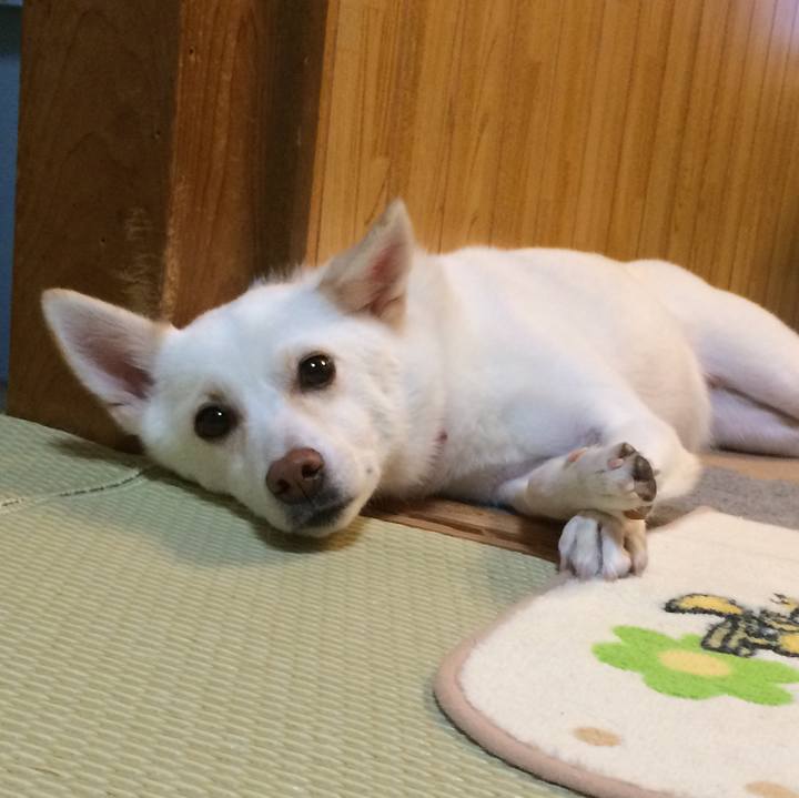 25c8bde2 c199 4038 9ef4 c6b7e550f9de