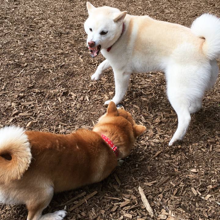 25ed9a9c 738a 4aeb a245 86b1d1eee4b0