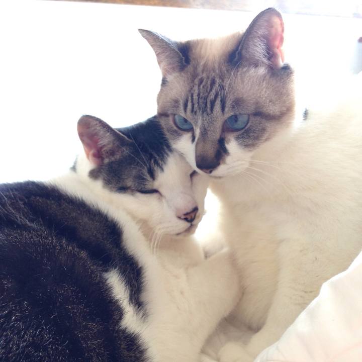 25f95080 14d5 4483 8a8d 92a747fb6585