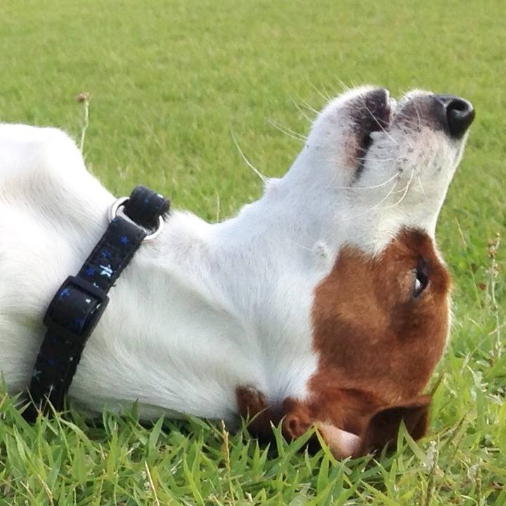 2603fadb 829a 453e a424 52a99aab7cde