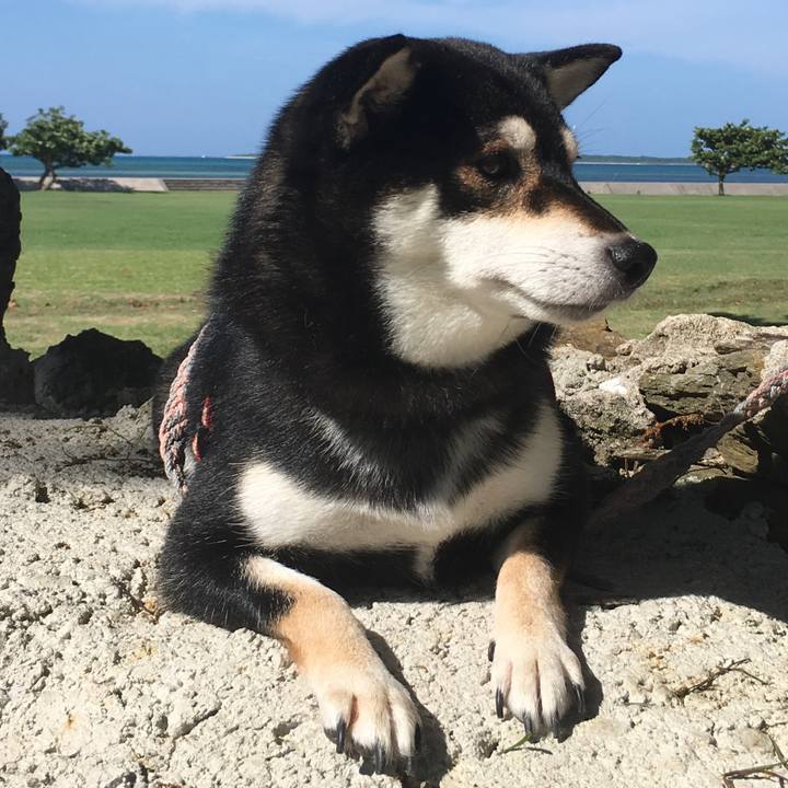 26057ce8 978f 4cb9 869c aea0a2bf534a