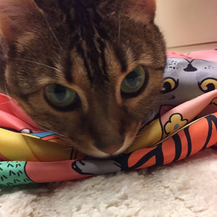 2608d1e8 3aff 4fa7 be96 c02e35272e37