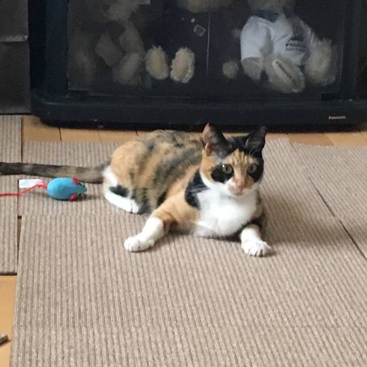 261cd8da 8723 4691 bd01 71c05e6123fe