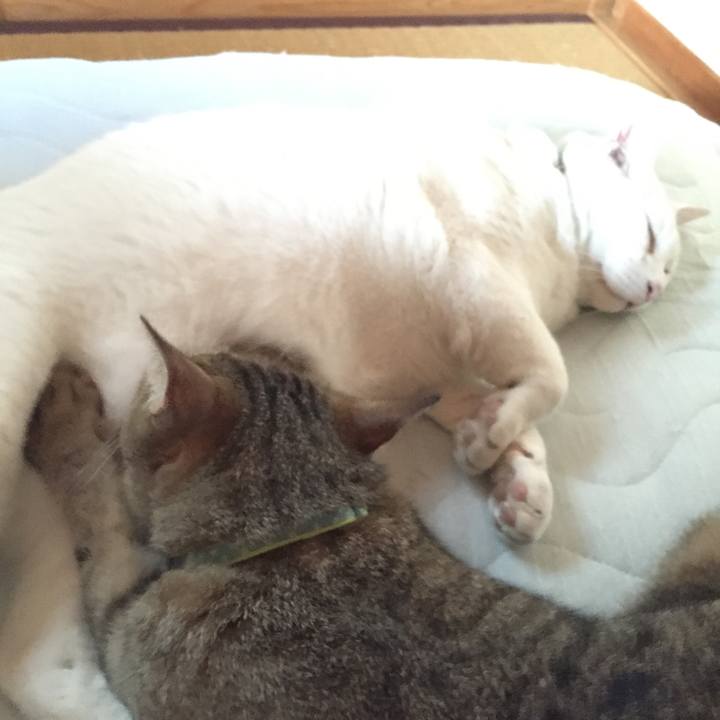 262e32ad de11 4581 a094 cc1f2f2c808d