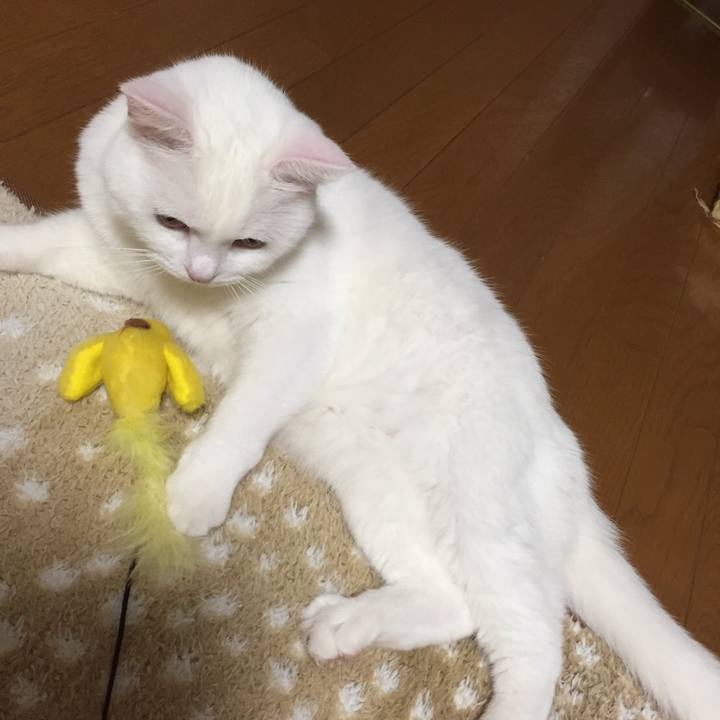 2633be84 9a49 4859 9fcb 8b22f4e8b429