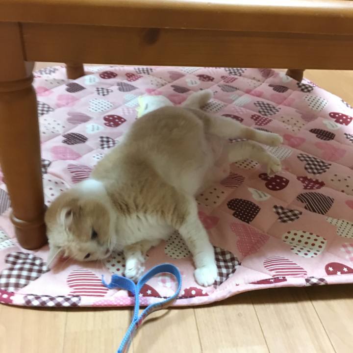 2638ade5 981c 41ff 9aac 17c8fea0bf91