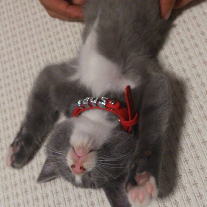 263bf80b ff8a 4ed9 8b4c f2d46e3d3577