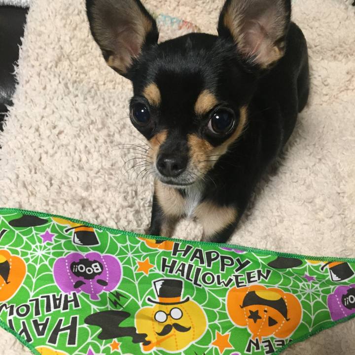 263de51a 6743 4217 a387 ec092286c3c2