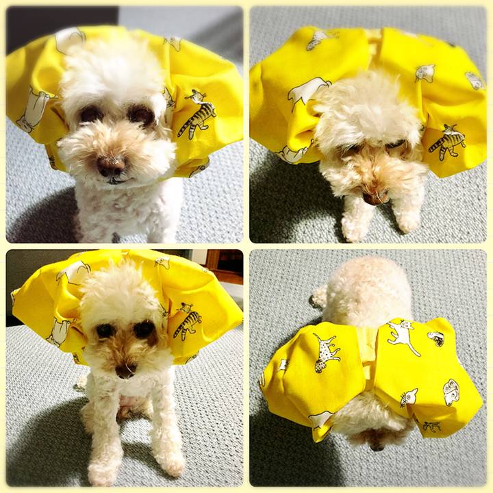 263f6b7c 0739 4502 bcd9 022dd31cf10d