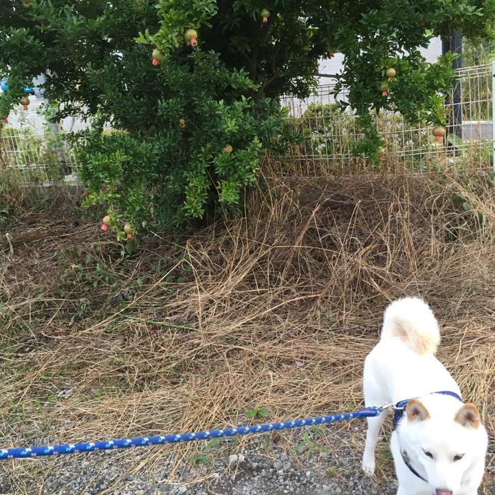 265214c6 dce7 4573 84c1 2b58d60a5c8f