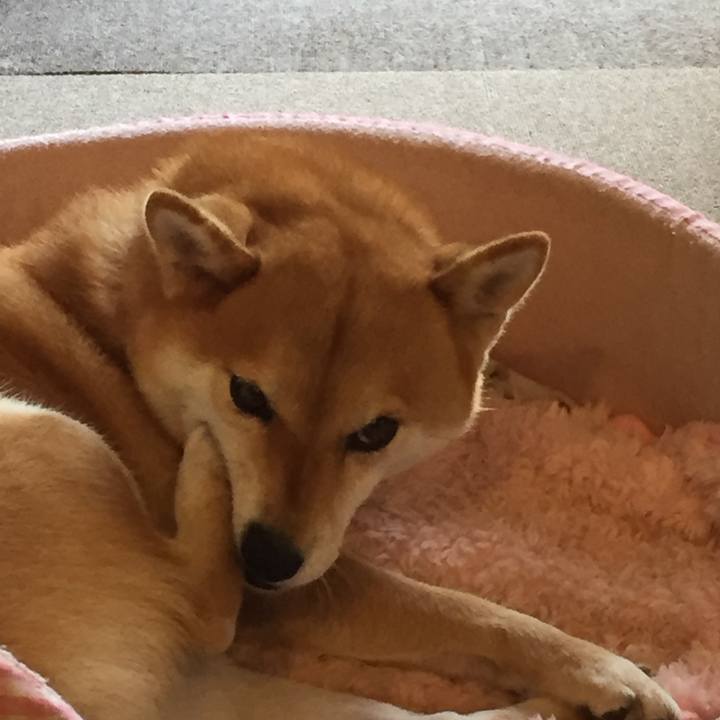 2656349c 1809 4cb0 aaf9 57dcddd3f5a6