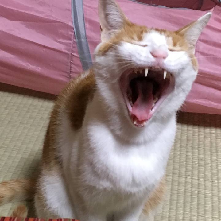 26631d61 b656 4a5d 8064 c6a239960c4c