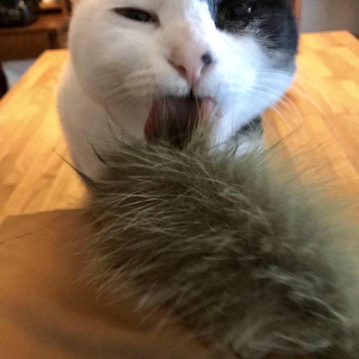 2666c522 a1b1 4b02 ad03 871724c4f650