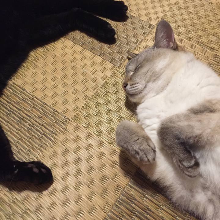 26688867 026d 41ba 9b41 d7a16f9ad547