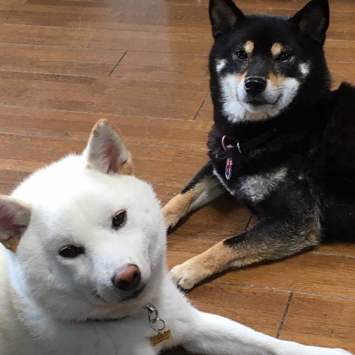 2697a000 105a 4183 abf9 d25ea5ef3f6e