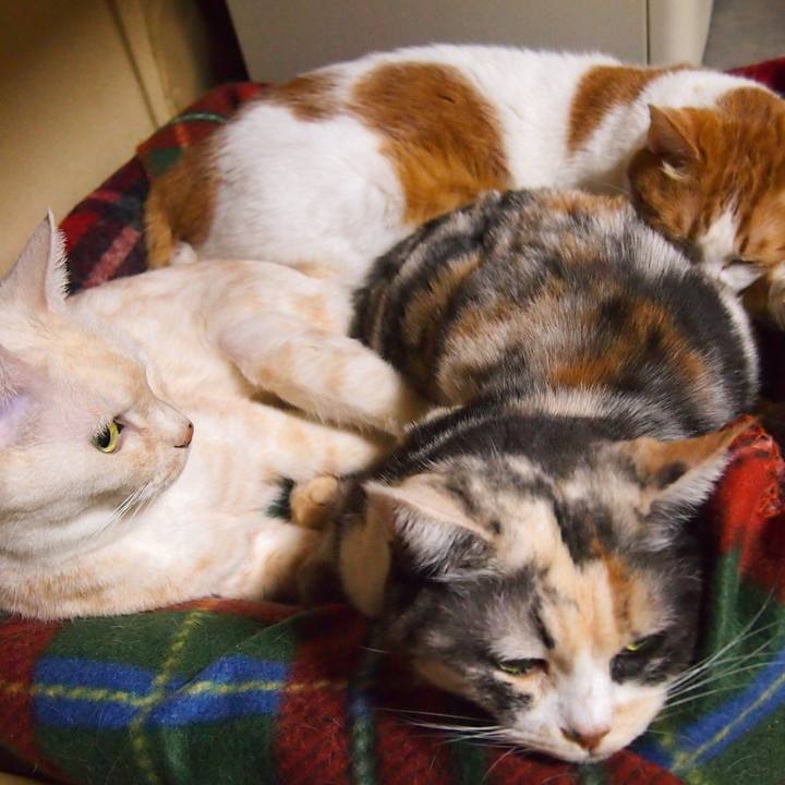 26a60c67 1449 4123 bcbe ac1198fba4e3