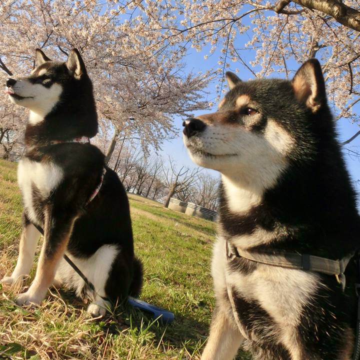 26a83967 7aed 4856 a348 8d10375cc2cd