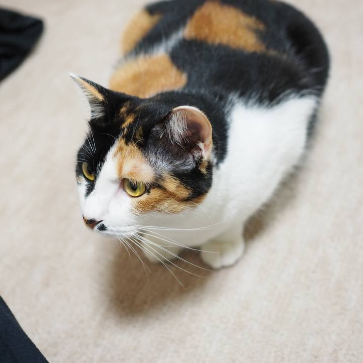 26ad5c19 7c3a 44f1 b9fb d14930f026ef