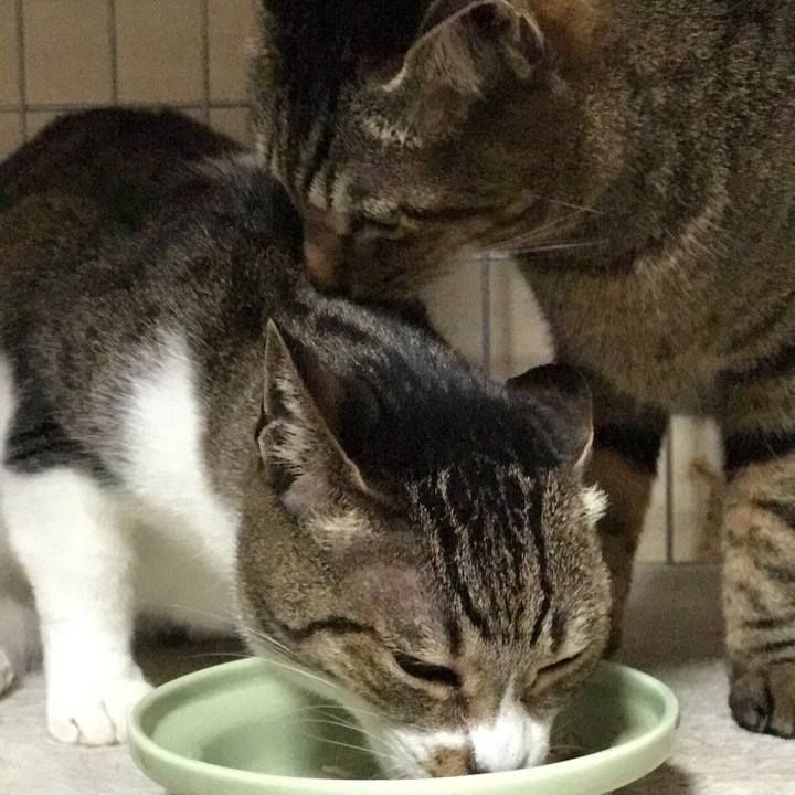 26cf8ecc 76c9 4504 a6ca 016ad9b8275e