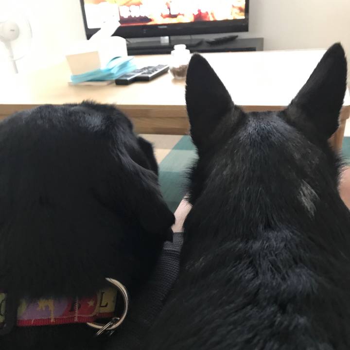 26d00dc5 4954 4982 8cfa 57459b1a6c2d