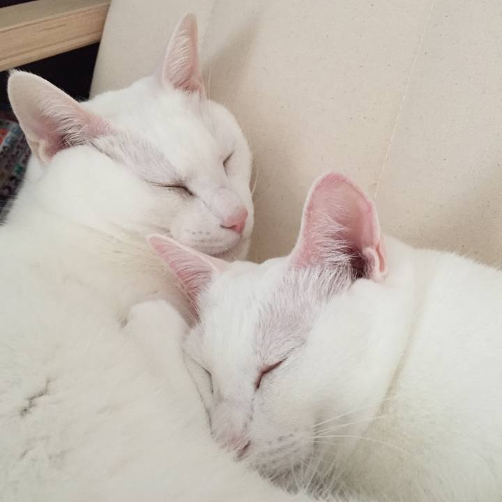 26f26c4b 0e4a 45a5 a303 c1b1aa839c68