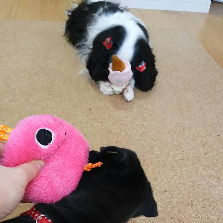 26f6342f 0136 4165 a4cc 1fe3effd719a