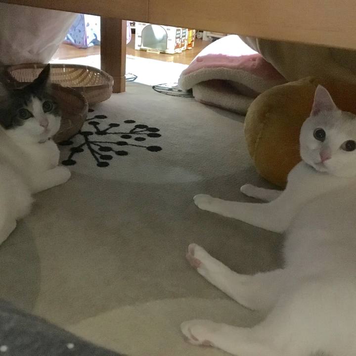 26fe4dd2 491c 45e8 81e2 d5dff2e4d704