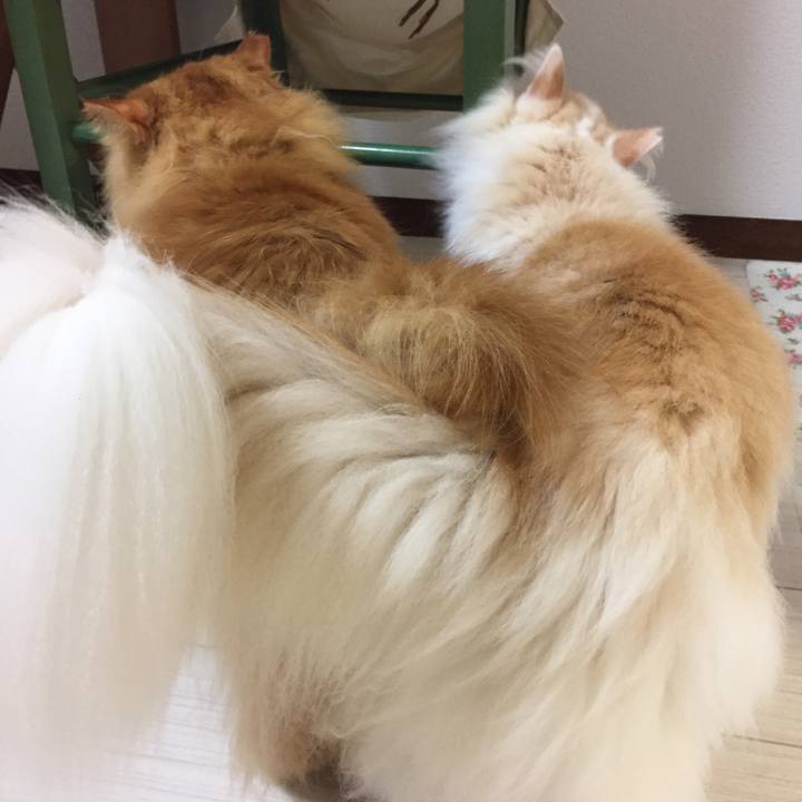 270c51a9 1865 486d b96f 4a01fd0556f4