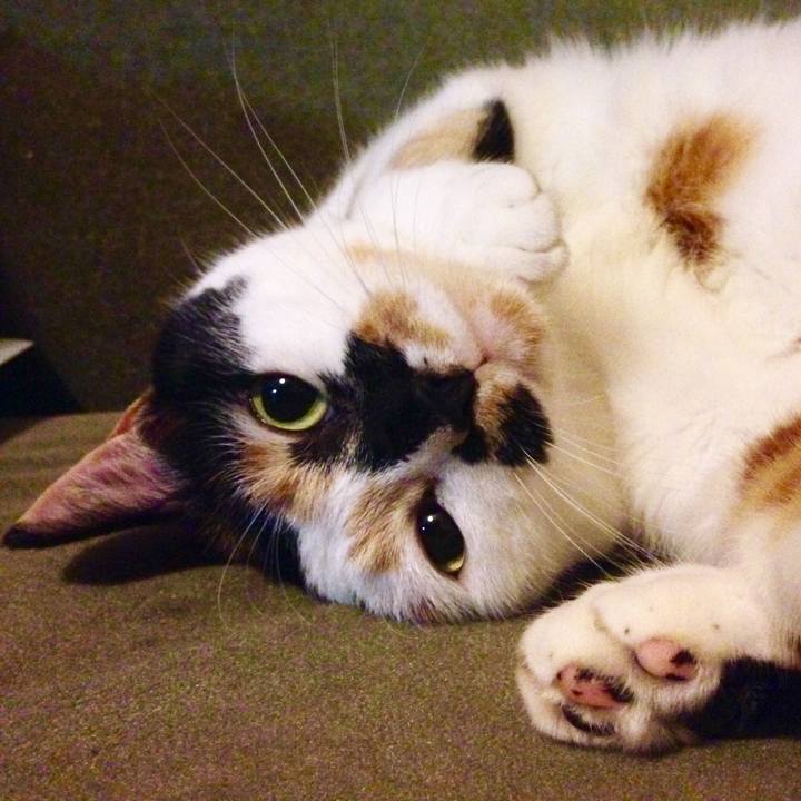 2717caf3 c418 4e5d b4d7 8e68ac37fefc