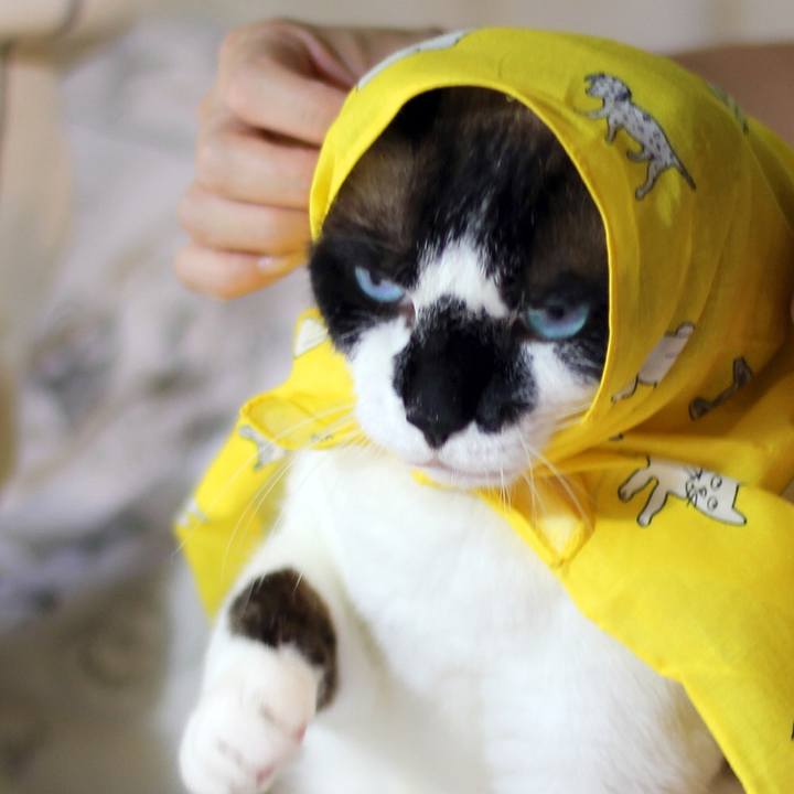 2723de51 6a26 4195 ae9f 22a696307228