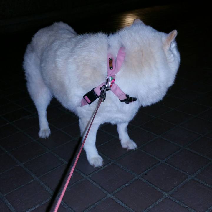 272de84a b392 4e7b 9d9b 45e18e7612ae