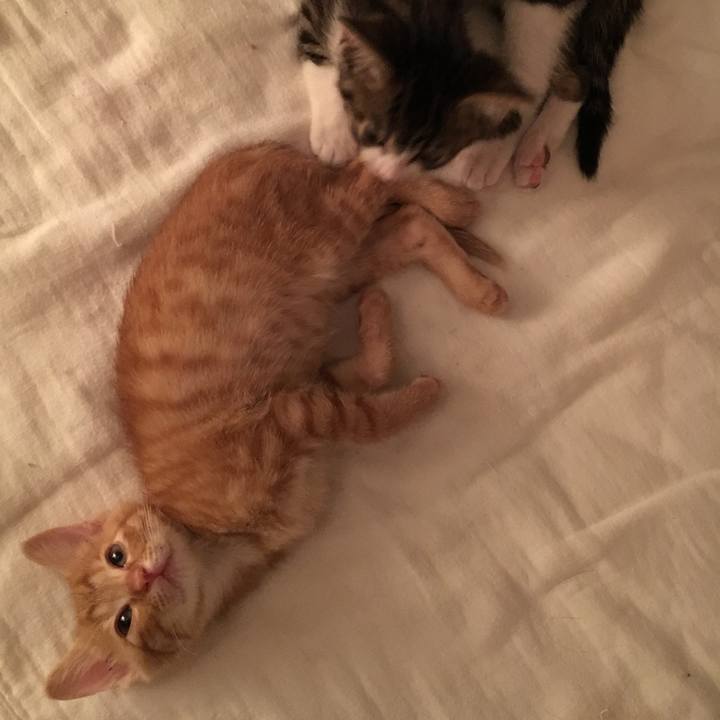 272fdca6 edbb 4a7c 9177 97516983d90d