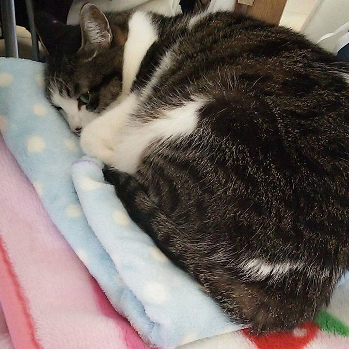 2738df4d e153 43fb a13d c89ea9beb6ec