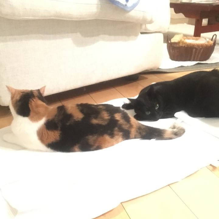 274372e8 d96f 429f a65d 0324839e3b97