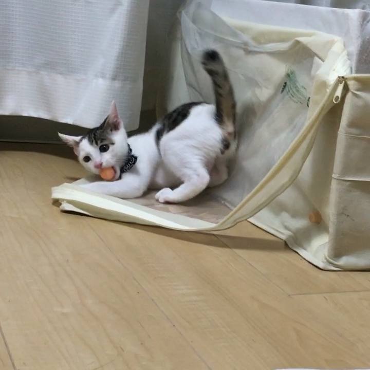 2753f0cf b8c6 4650 b0ad 9afde3f2da75