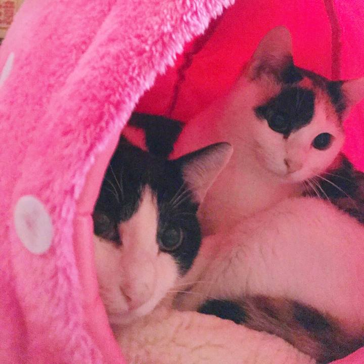 275faf7e 4561 4f98 90c2 1593f47f0247