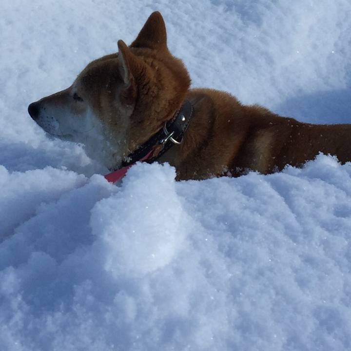 2773756e 9680 40cf b52e 8dac08c810ac