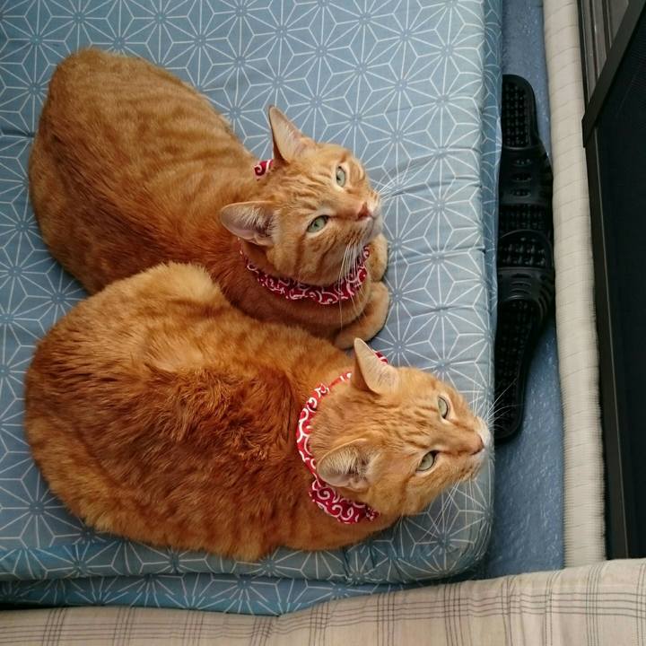 277a1517 5a33 4a7a a4cc ff206f9db78a