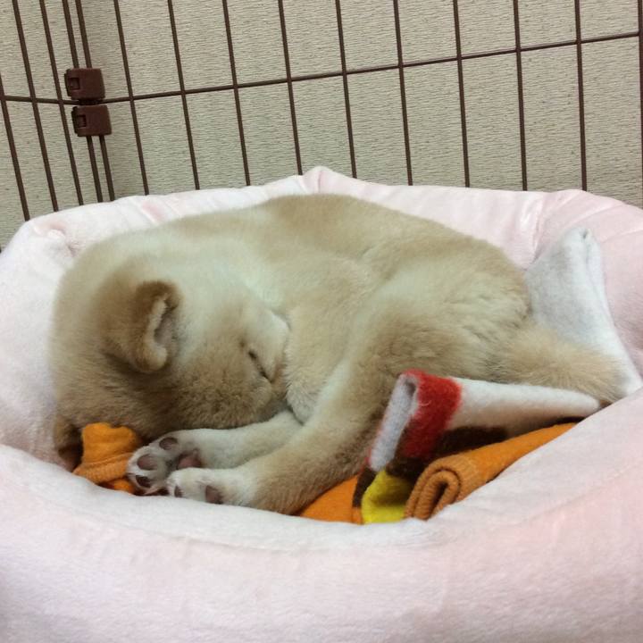 27a2c106 d3a8 4384 8c4c ee21f1475cac