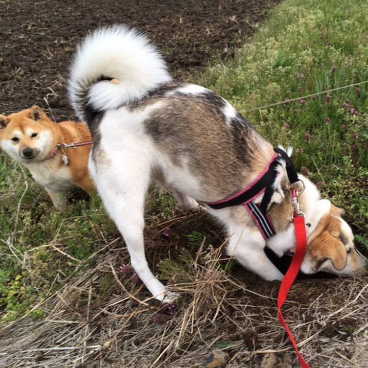 27b793a0 af1f 42ce 8392 2e431b674dab