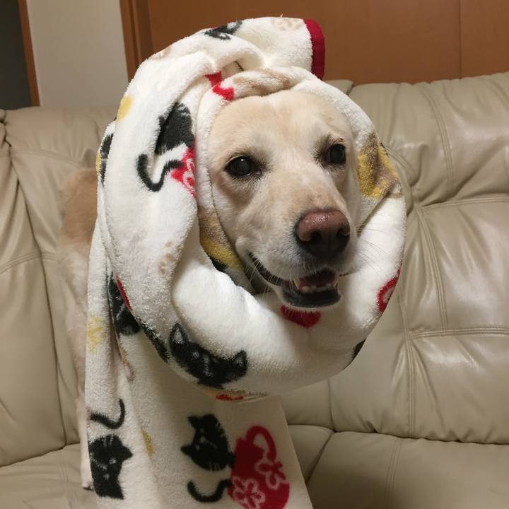 27ba03ed 0868 4596 ba2a f2ec5fccc81a