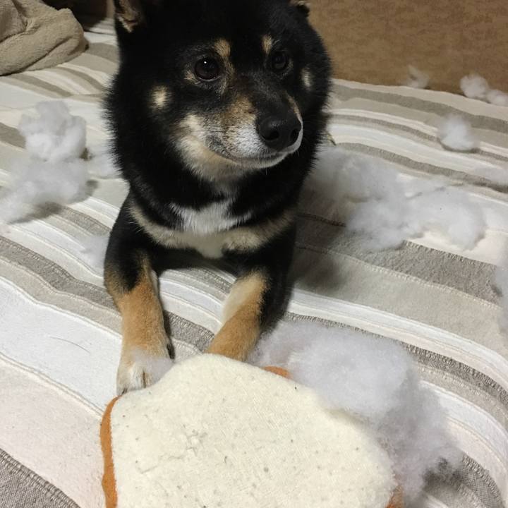 27e26420 2fcb 409d 850b b5dea8885ded