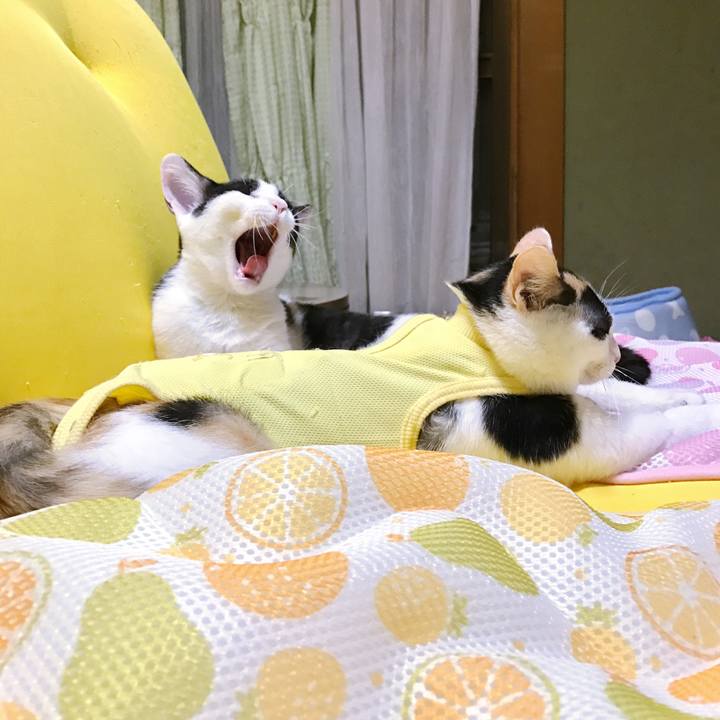 27e64106 e853 4996 9c32 72c874356650