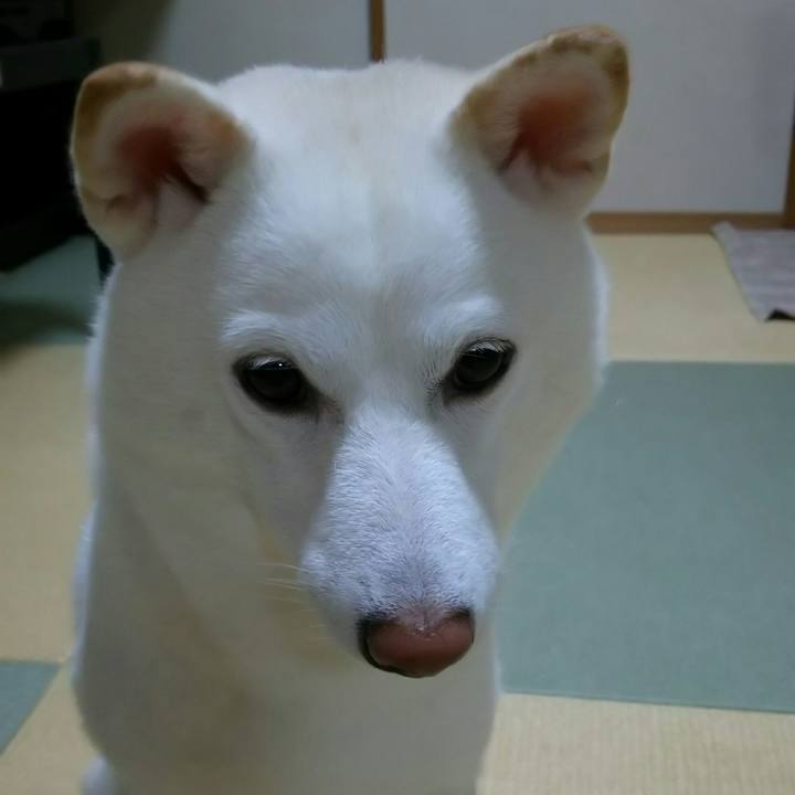 27e6c6b2 415b 482c a459 a4e95d195683