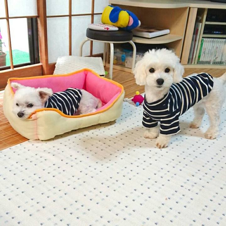 27e79ee0 1c23 4fd9 b195 9bb8832fa4f4