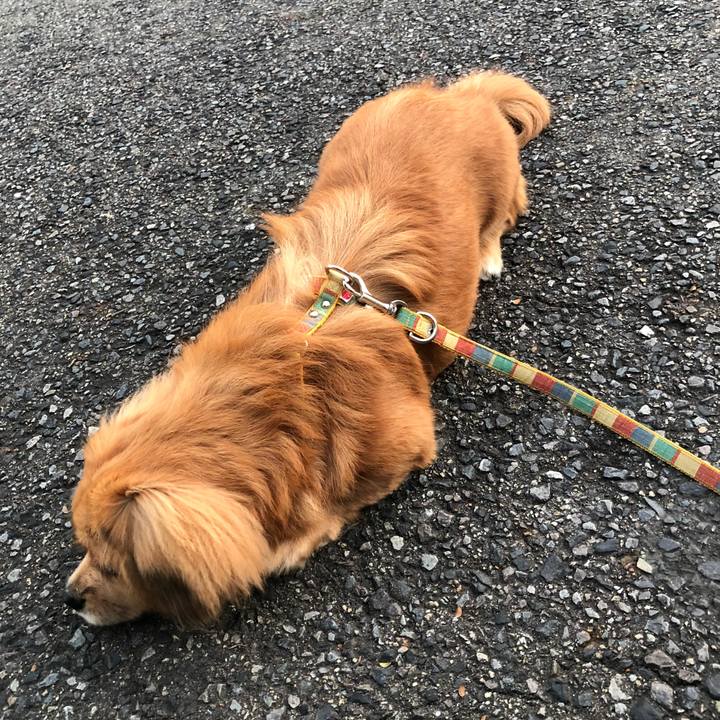 282bf60d c2c4 49df b9ec d26c968fd5b6